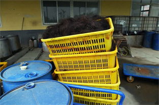 直擊 頭發加工廠,原來我們被收購的頭發是這樣處理的